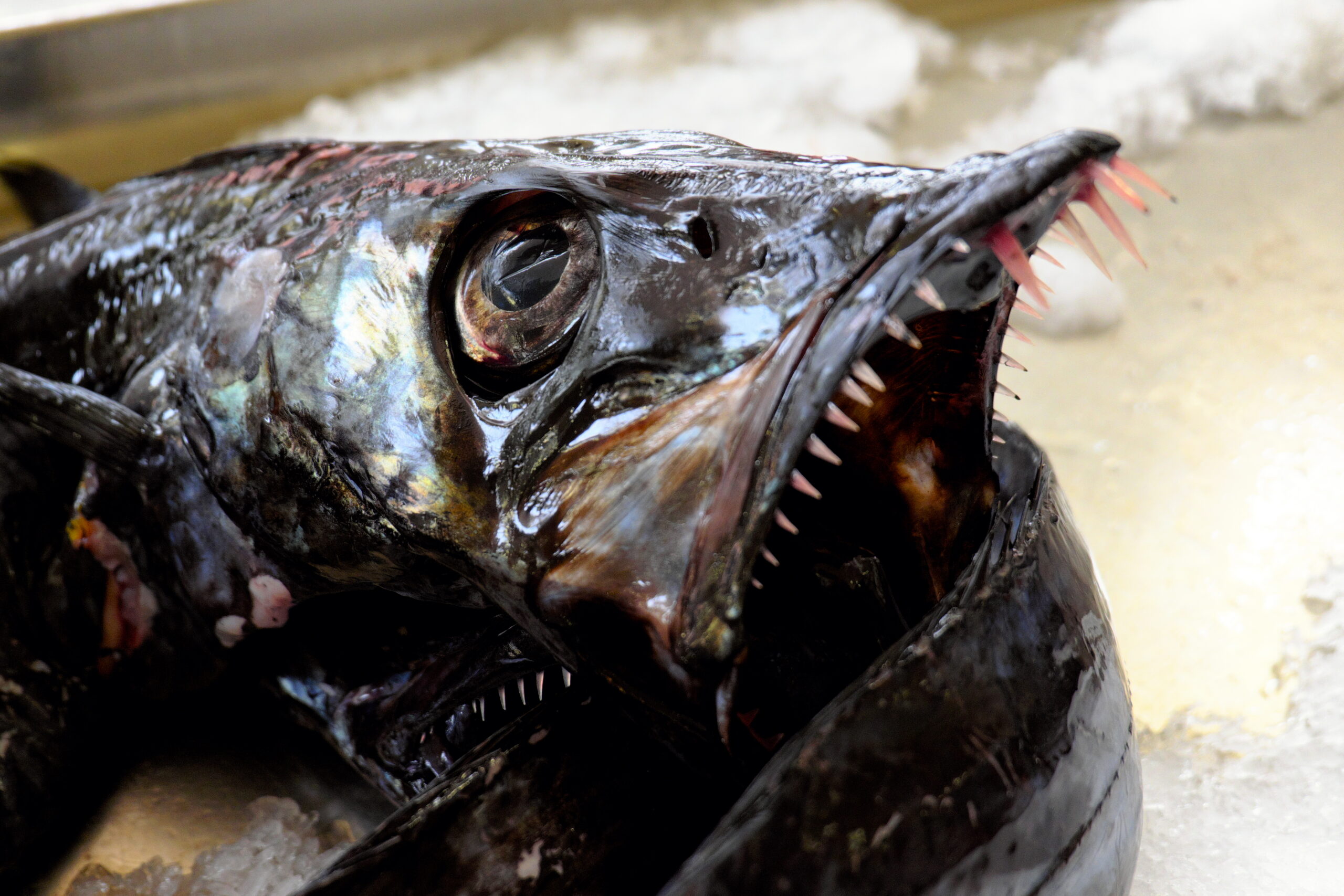 Urlaub Madeira 2025 II